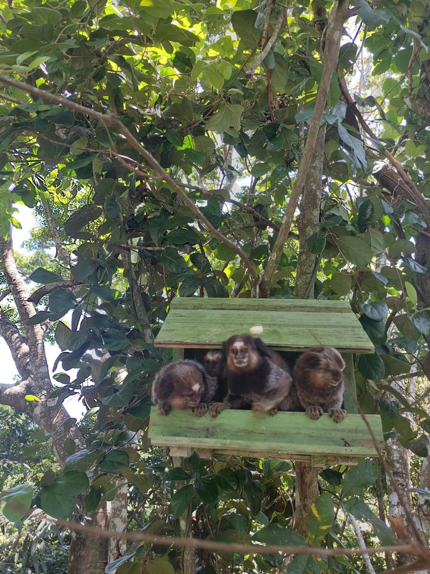 Chalé na montanha em meio a natureza com banheira de hidromassagem Florianópolis Exterior foto