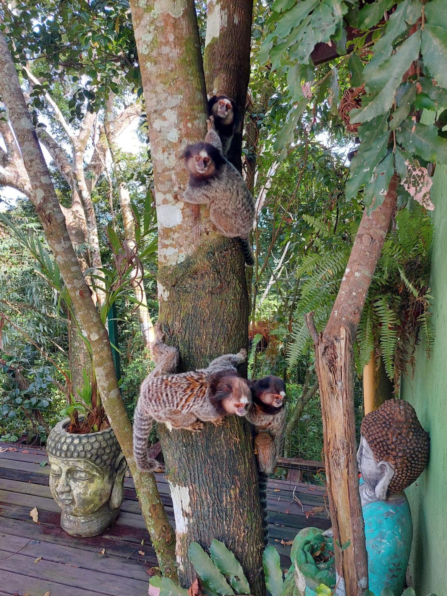 Chalé na montanha em meio a natureza com banheira de hidromassagem Florianópolis Exterior foto