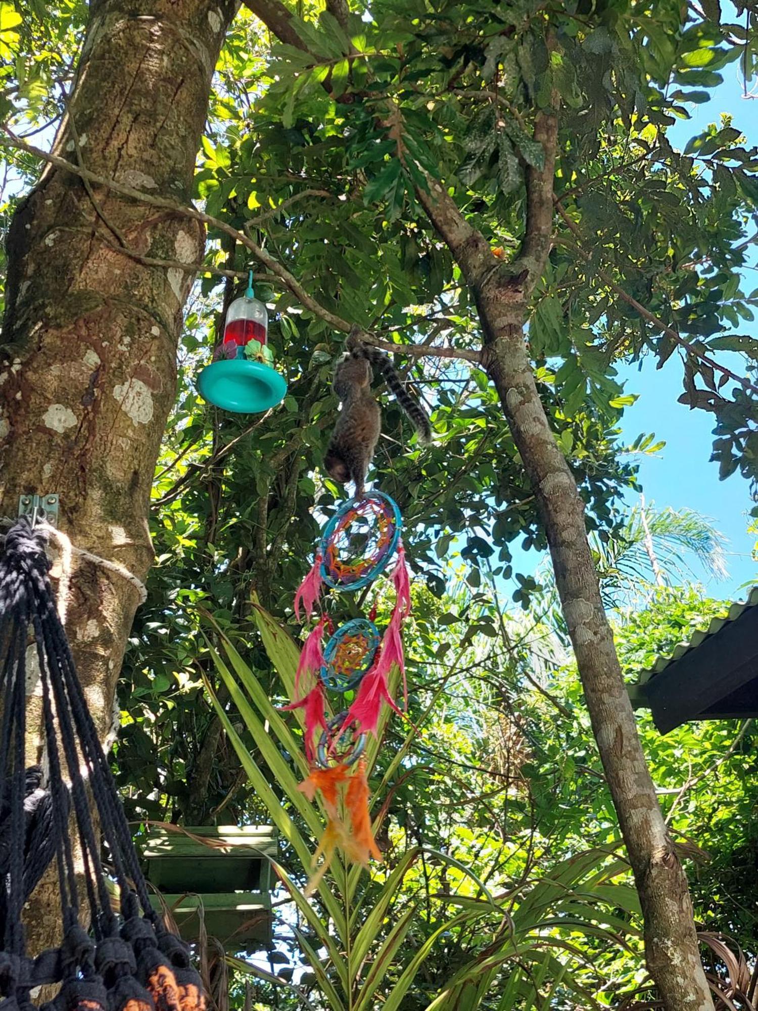 Chalé na montanha em meio a natureza com banheira de hidromassagem Florianópolis Exterior foto